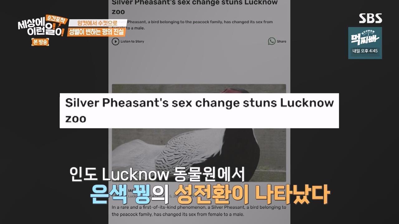 순간포착 세상에 이런일이.E1248.231015p-NEXT.mp4_20231015_164803.011.jpg