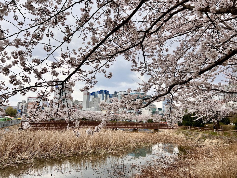 벚꽃 명소
