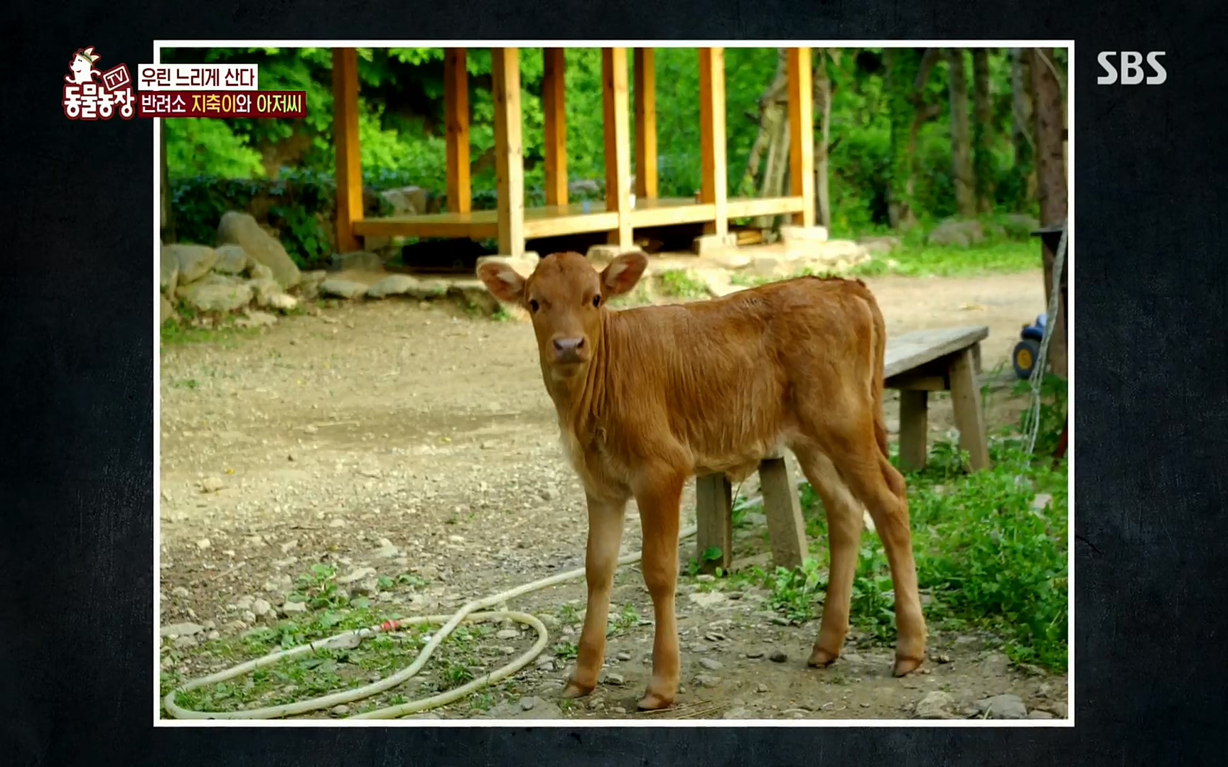 TV 동물농장.E1074.220619p.H264-F1RST.mp4_20220619_181135.745.jpg