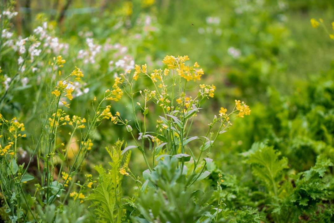 Mugwort