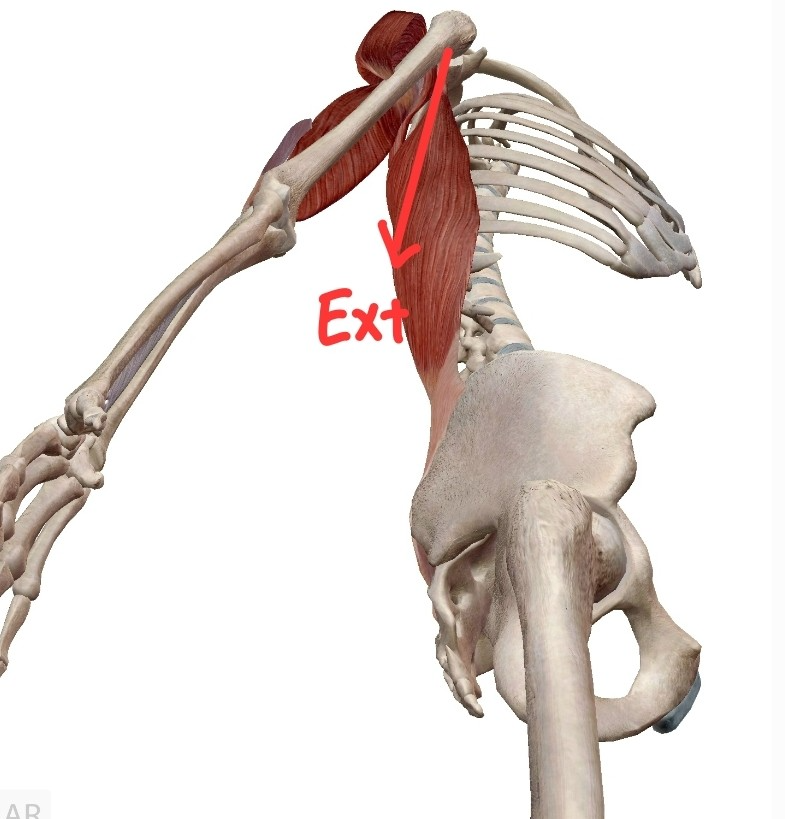 Glenohumeral Joint Extension
