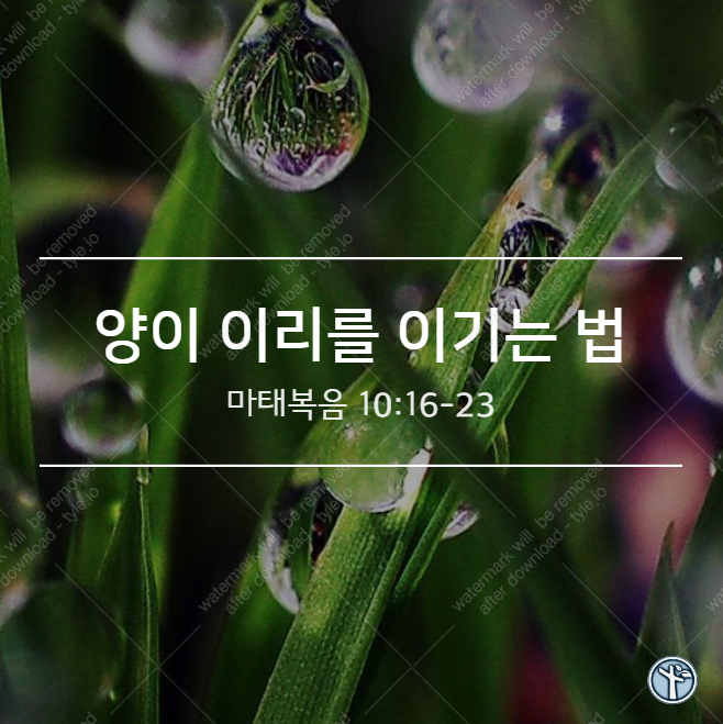  양이 이리를 이기는 법 / 마 10:16-23