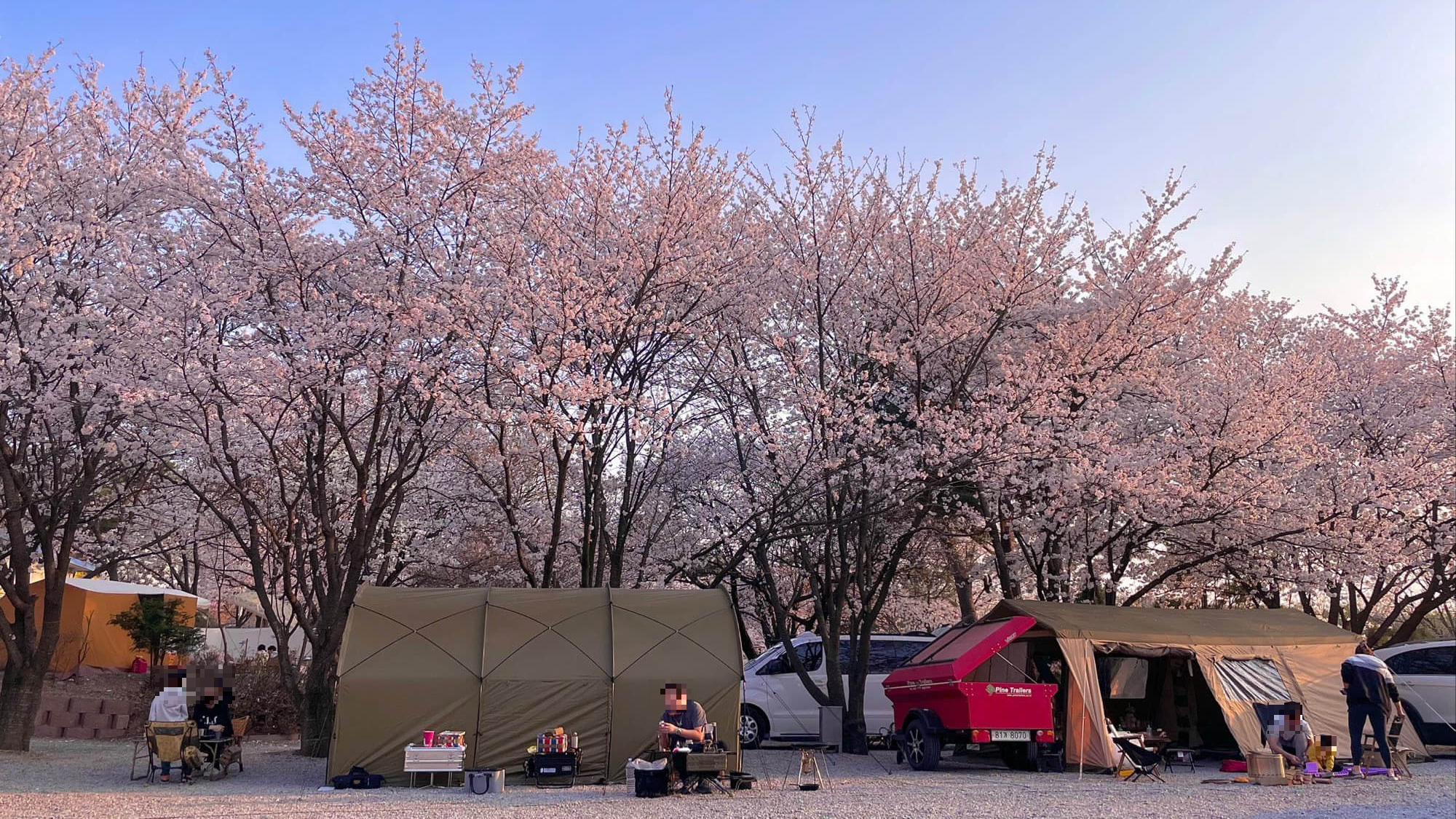안성-용인-벚꽃-캠핑