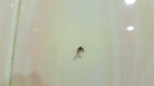  날파리 트랩 보다 빠른 퇴치 방법