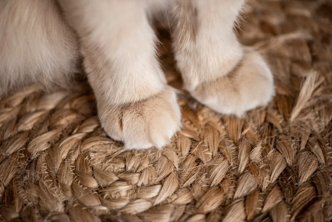 아기고양이모래-고양이 발