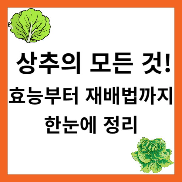 🥬 상추의 모든 것! 효능부터 재배법까지 한눈에 정리