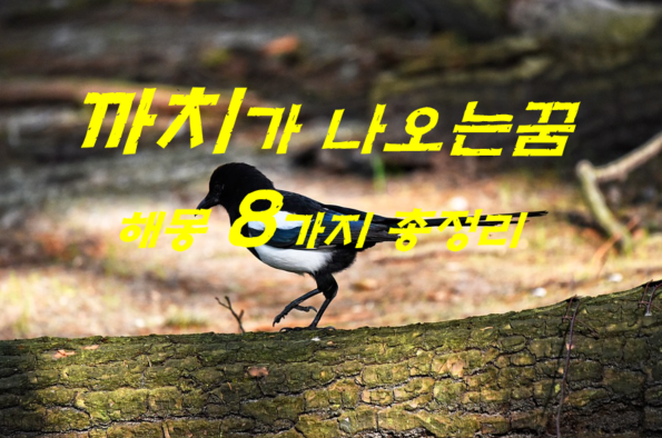  까치꿈 해몽 8가지 총정리