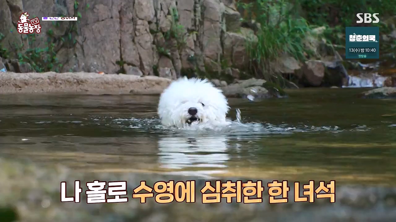 TV 동물농장.E1137.230911p-NEXT.mp4_20230910_183159.772.jpg