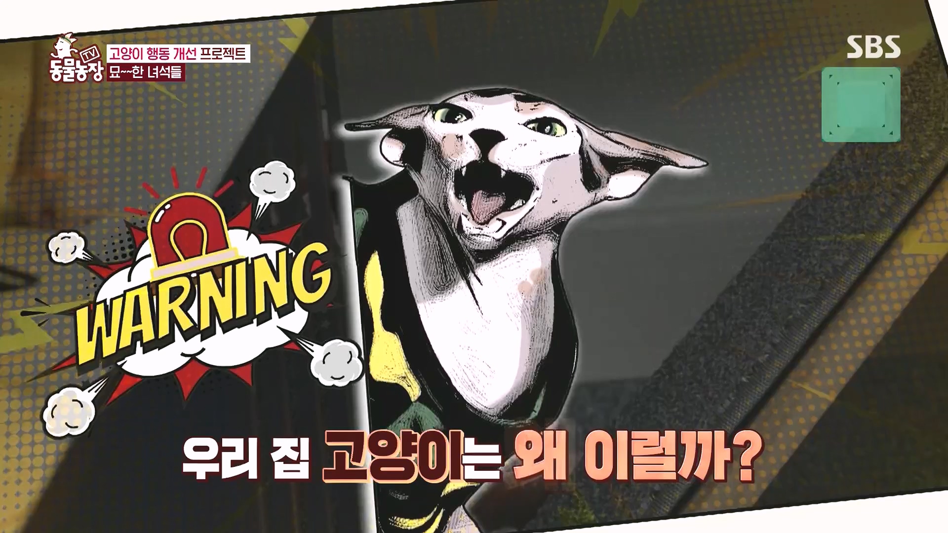 TV 동물농장.E1136.230903p.H264-F1RST.mp4_20230903_180352.474.jpg