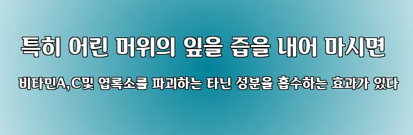  특히 어린 머위의 잎을 즙을 내어 마시면 비타민A,C및 엽록소를 파괴하는 타닌 성분을 흡수하는 효과가 있다