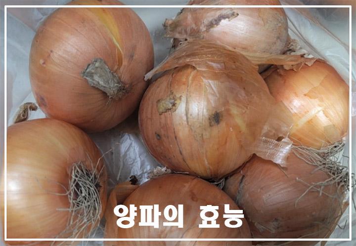 비닐봉지 안에 있는 양파들