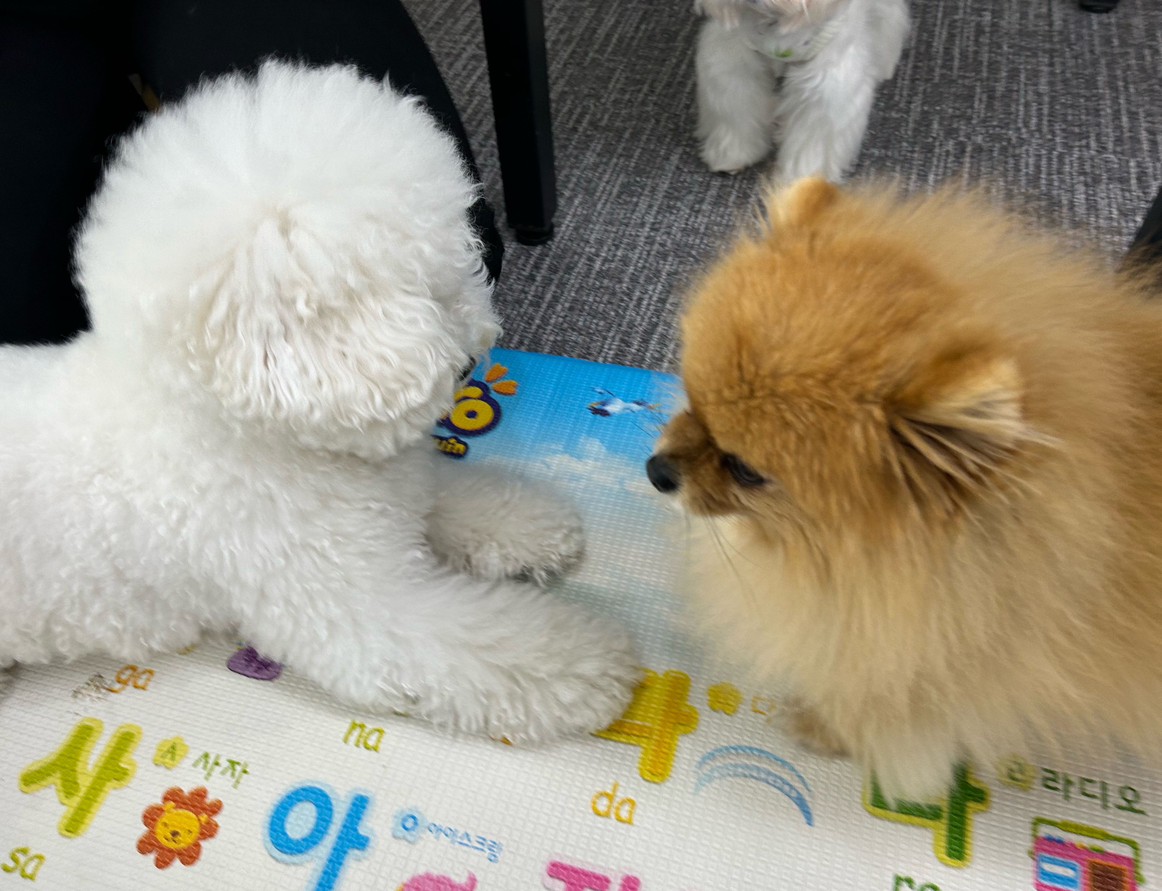 자유유치원 이미지