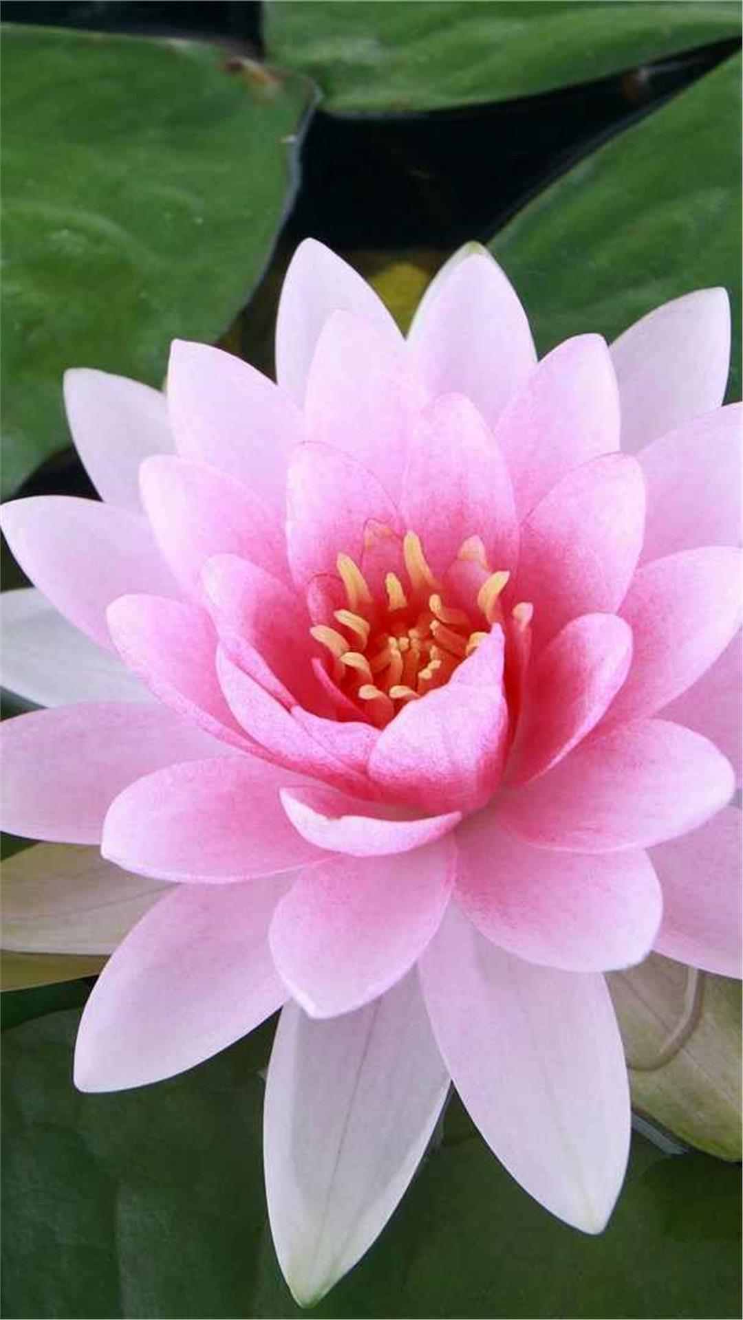 Lotus Flower iPhone Wallpaper