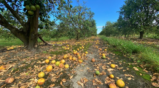 플로리다 오렌지 농장(이미지: 플로리다 한국 일보)