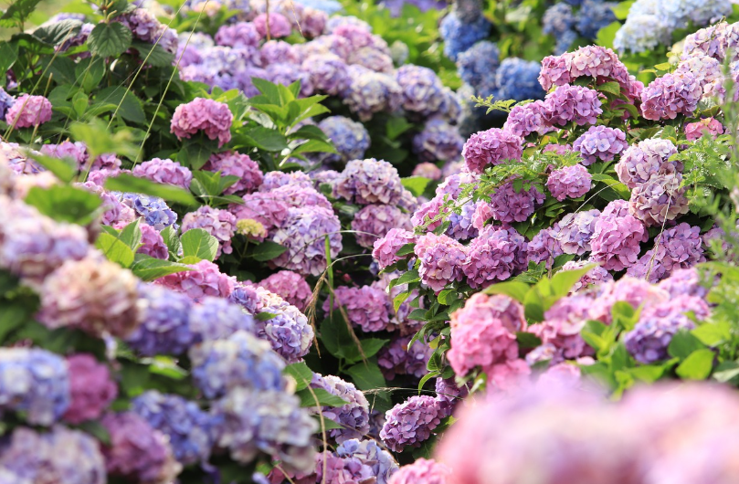 전국 수국 명소 총정리! 6월 인생샷 스팟 추천🌸