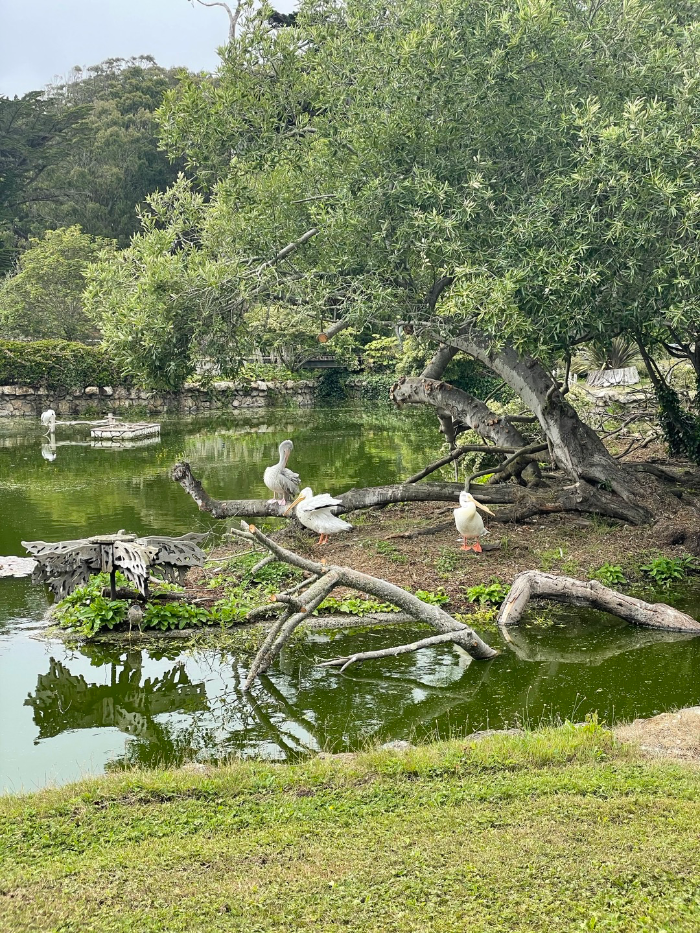 pelican at sf zoo