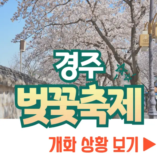 경주벚꽃축제 개화 상황