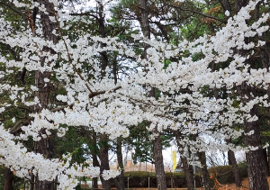 광주 중외공원