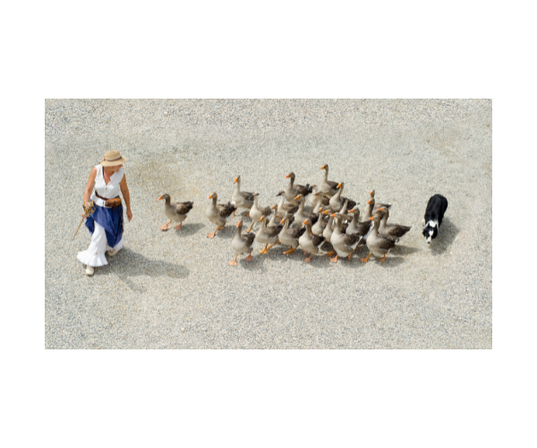 a woman -lead- lots of ducks-following her