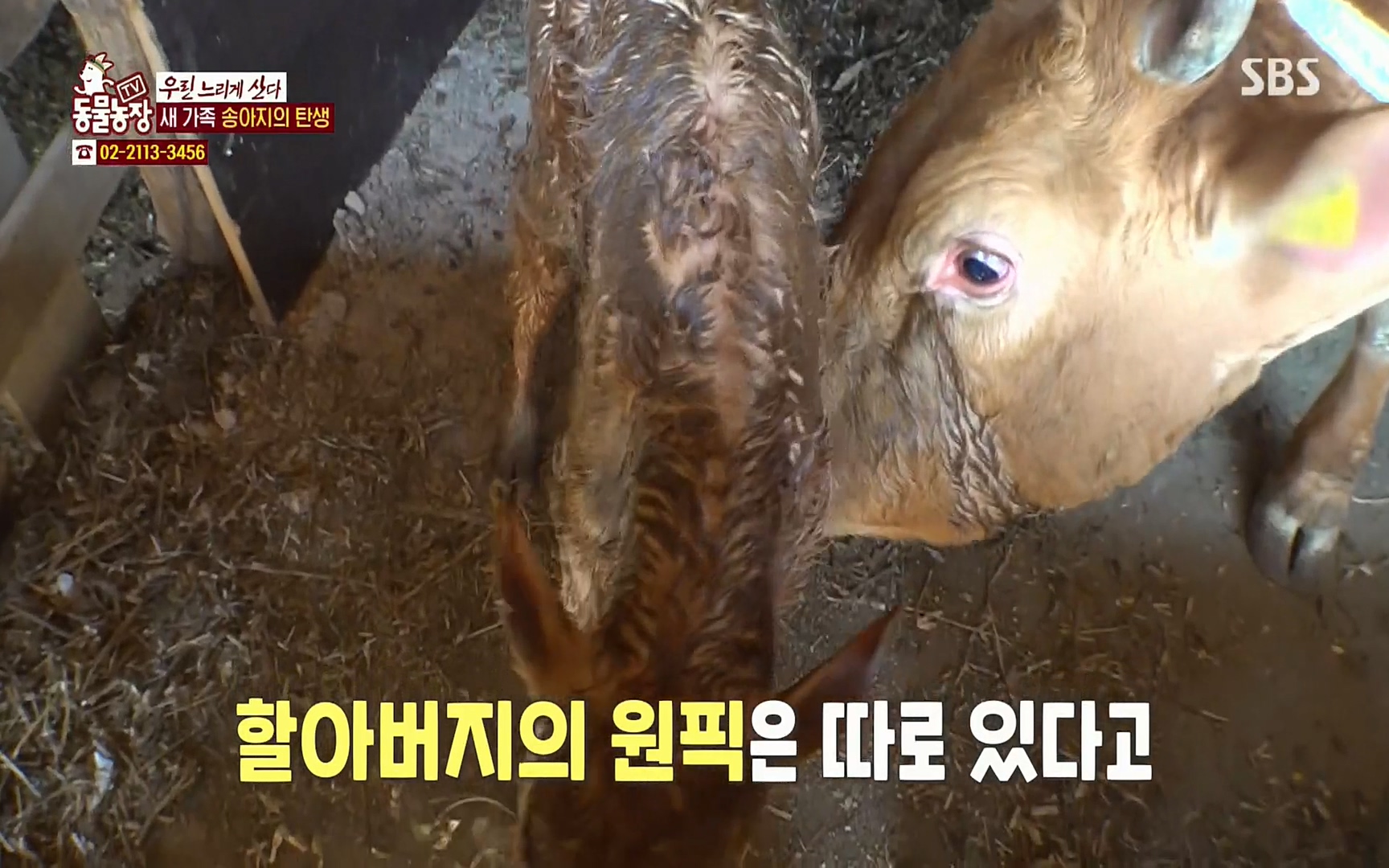TV 동물농장.E1067.220501p.H264-F1RST.mp4_20220501_183513.918.jpg