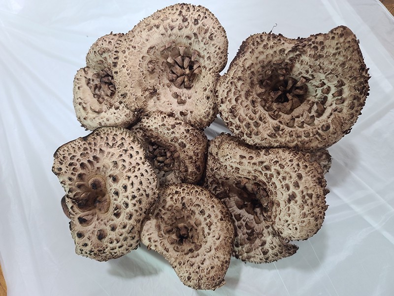 능이버섯(향버섯), 효능과 부작용