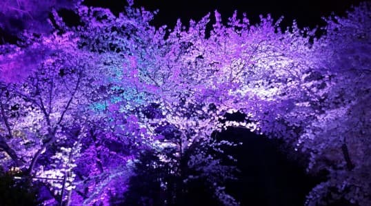 인천 벚꽃 명소인 자유공원