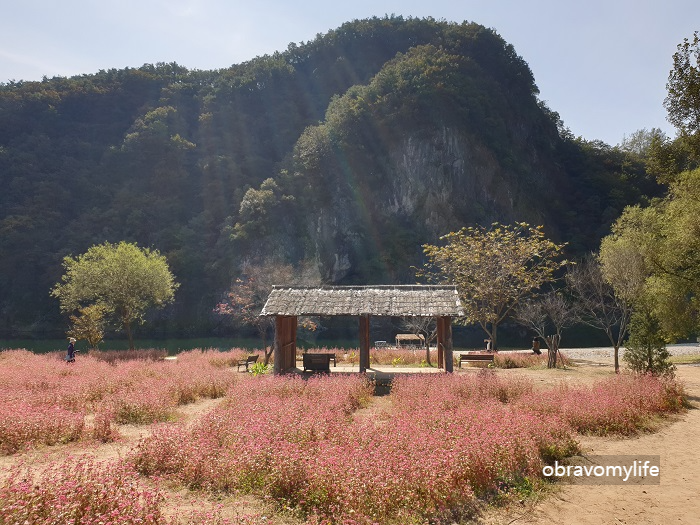 붉은메밀꽃밭