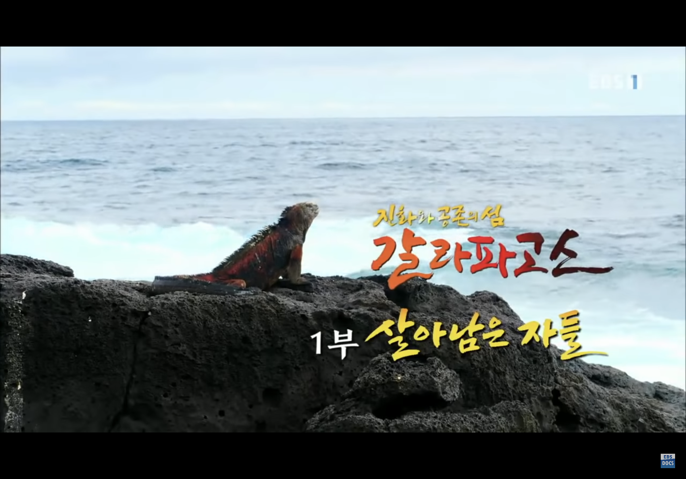  EBS다큐프라임 - 진화와 공존의 섬, 갈라파고스 1부