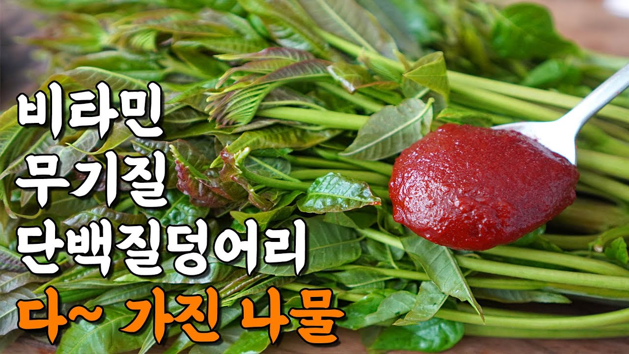 맛있는 가죽 나물 효능과 건강 효과