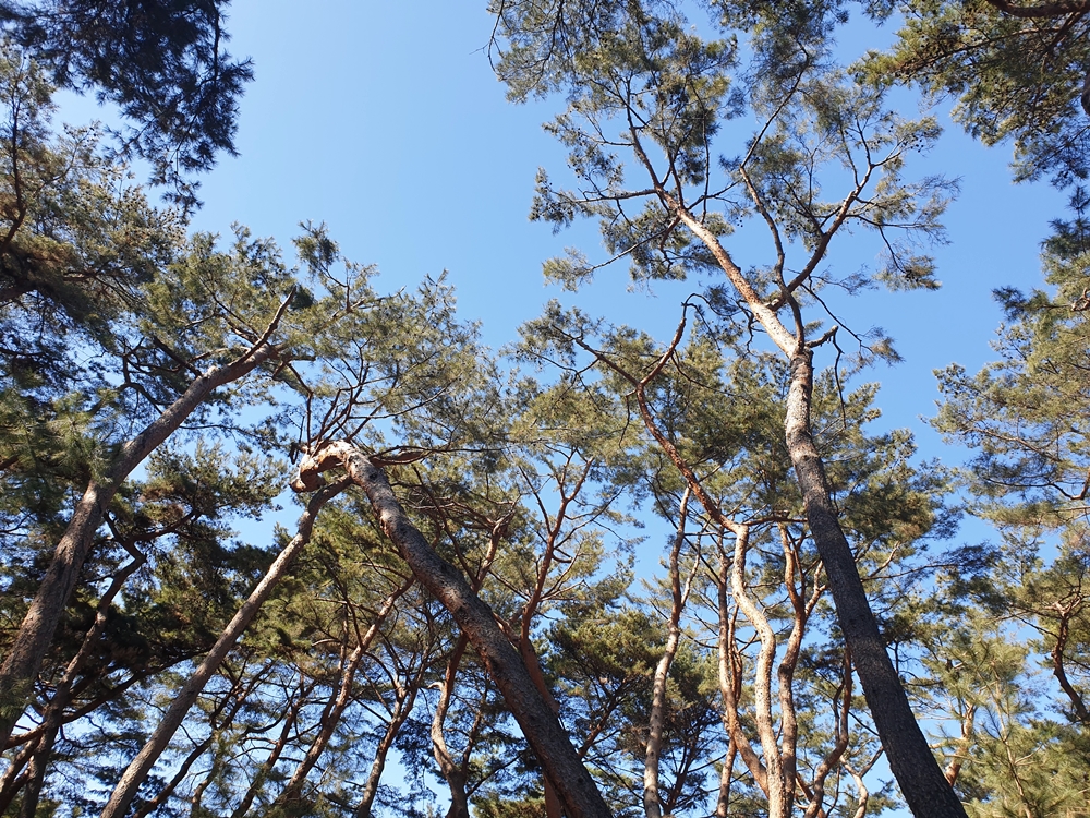 소나무숲-산책로-03