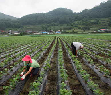 생방송오늘저녁 경북 문경 직접 재배한 콩과 고추로 만든 100% 국내산 재래식 된장 고추장 전국 택배 온라인 전화 주문 추천