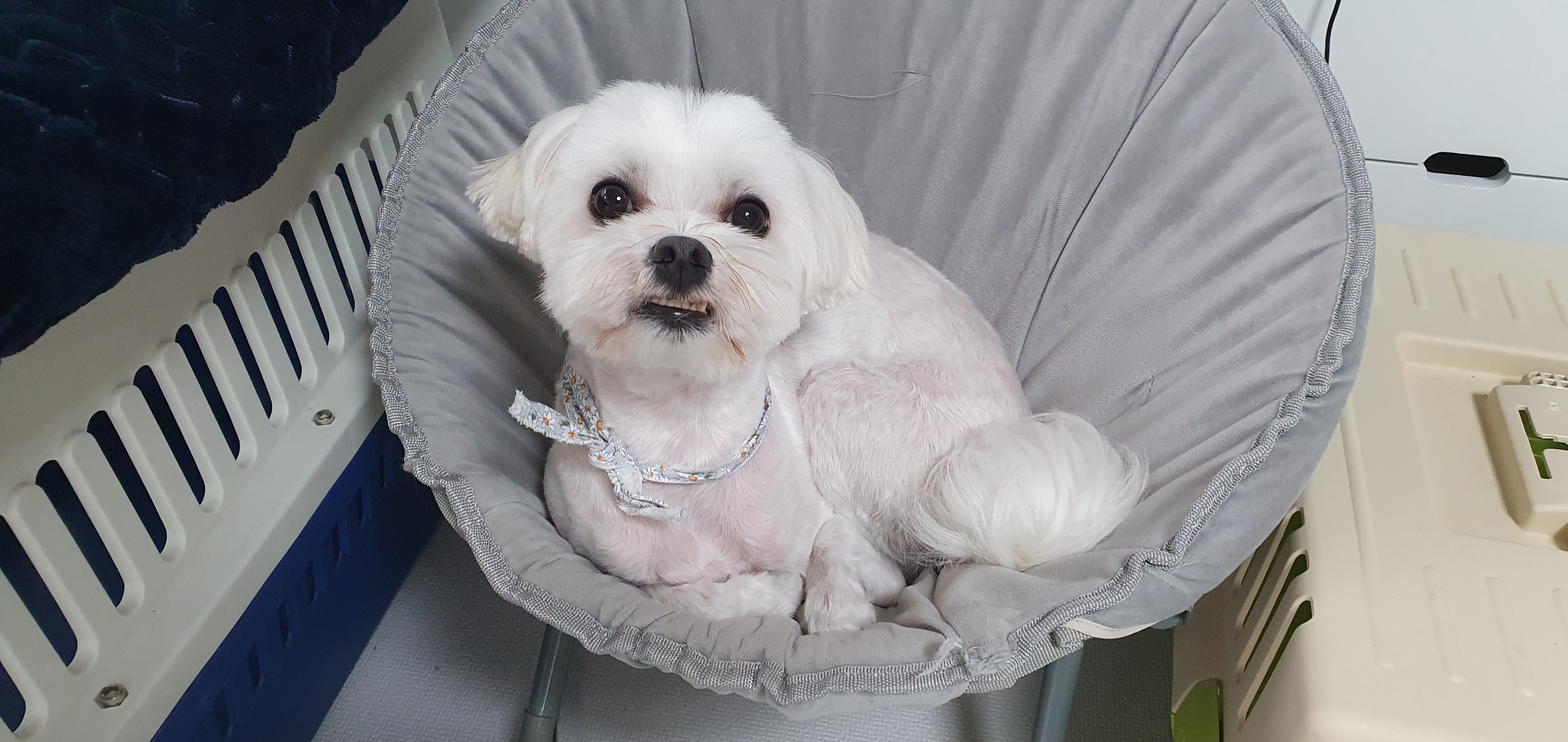  강아지 서열에 대한 이야기 완전 정리