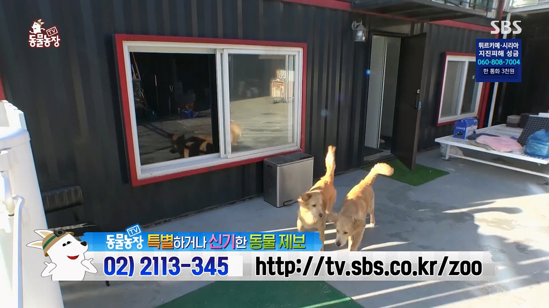 TV 동물농장.E1109.230219p.H264-F1RST.mp4_20230219_142830.242.jpg