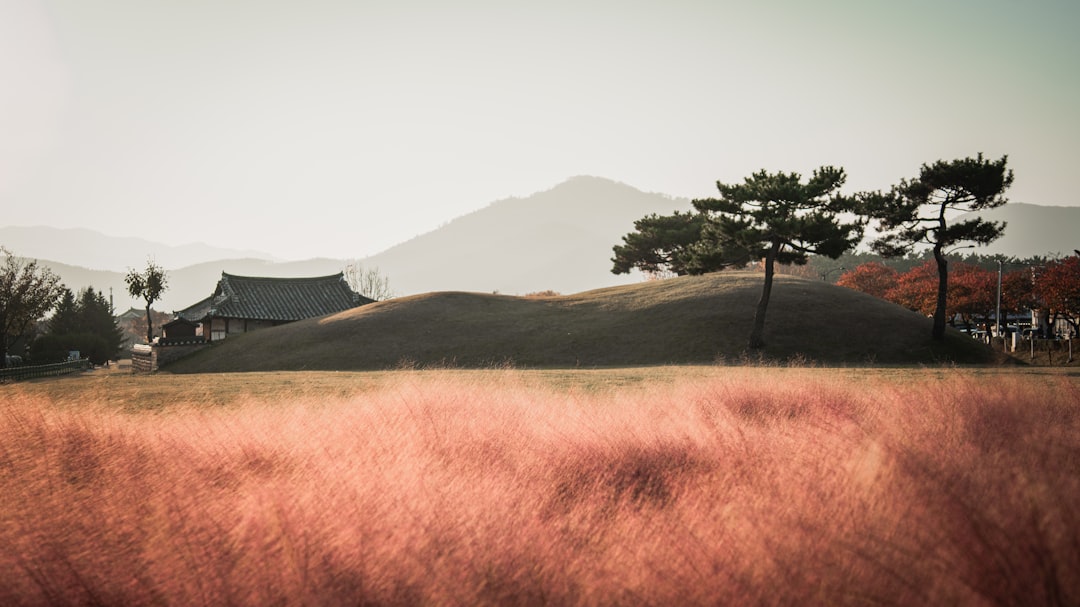 Pink Muhly