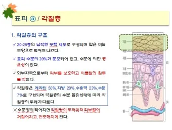 피부 구조와 기능 표피 진피 피하조직 위치 역할_14