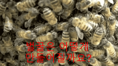  벌꿀은 어떻게 만들어질까요? 꿀벌들은 뭘 먹고 살까요?