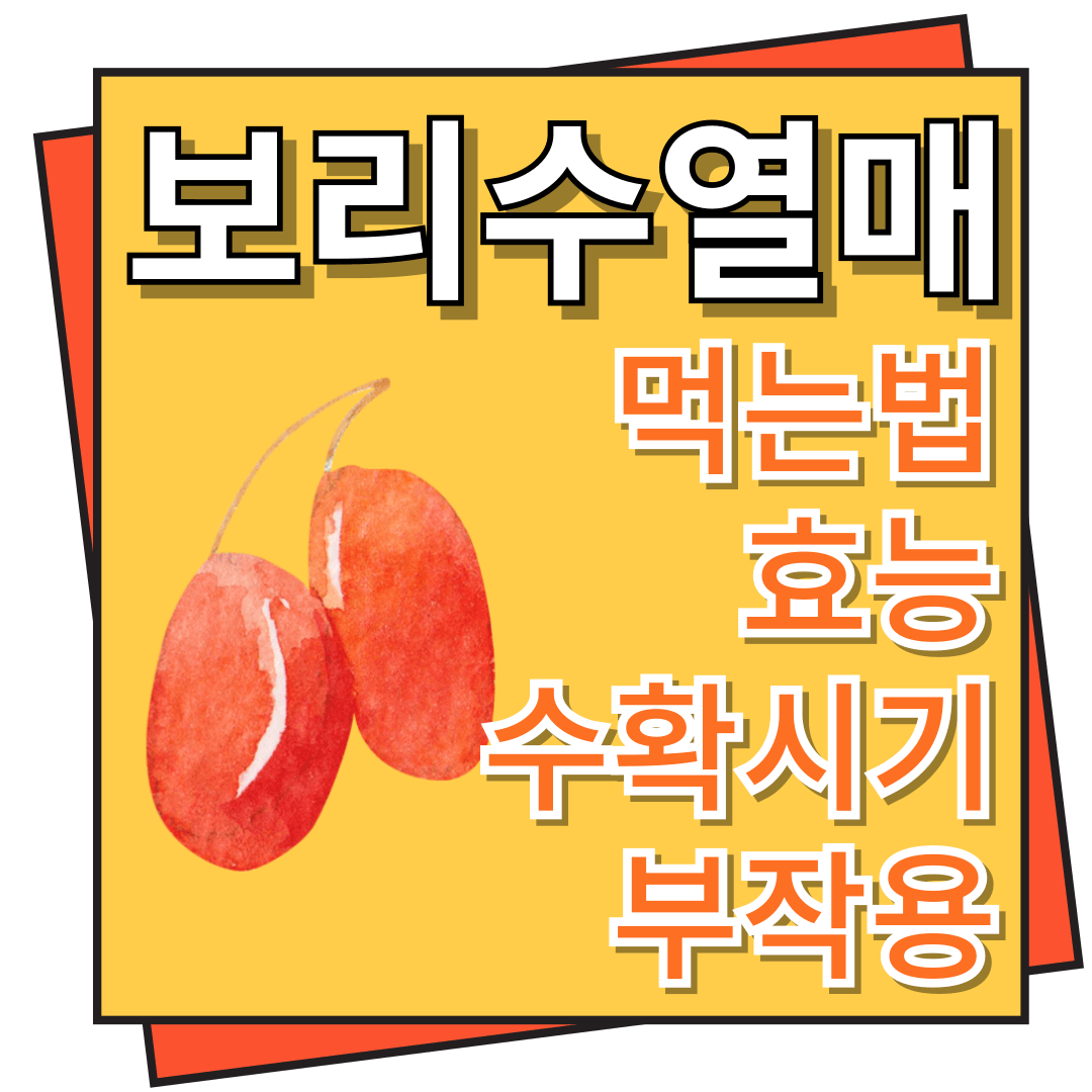 보리수 열매 먹는법, 효능, 수확시기 및 부작용