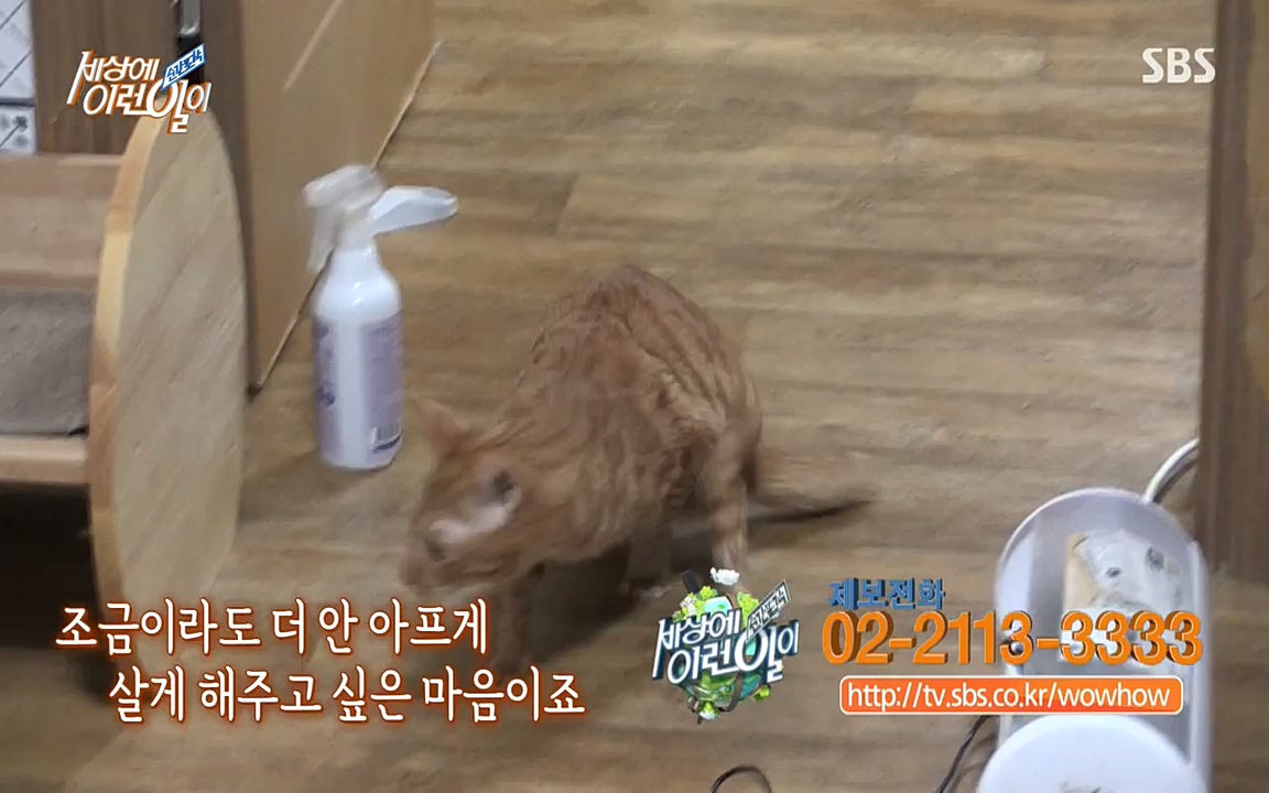 순간포착 세상에 이런일이.E1173.220330p-NEXT.mp4_20220330_174819.215.jpg