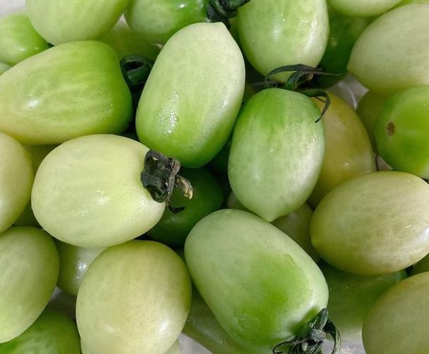  단마토 토망고 스테비아 토마토는 어떻게 재배될까