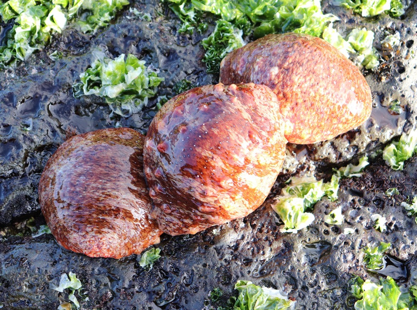  제주도 홍 해삼 맛집 ! 고노와다 배터지게 먹고 왔어요 !!