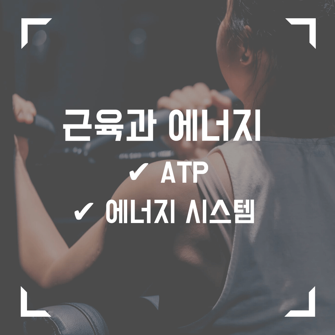 [운동생리학] 근육과 에너지 (ATP&#44; 에너지시스템)