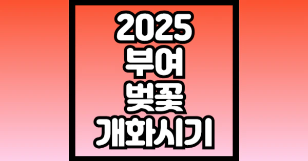 2025-부여-벚꽃-개화시기