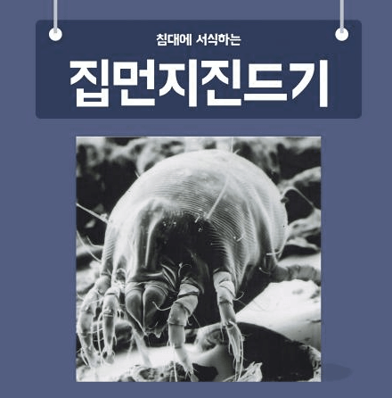 집진드기: 알아야 할 모든 것!