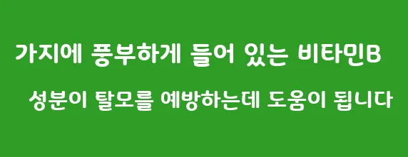 가지에 풍부하게 들어 있는 비타민B 성분이 탈모를 예방하는데 도움이 됩니다