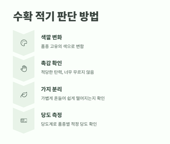 자두 수확시기 실전 노하우 12