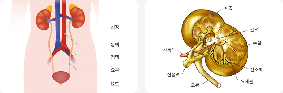 신장이 나뻐지는 초기 증상 예방법 및 좋은음식 10가지
