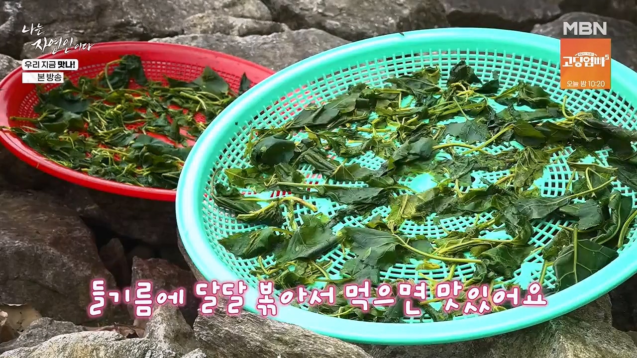 나는 자연인이다.E609.240613p-NEXT.mp4_20240613_195120.565.jpg