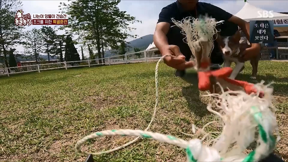 TV 동물농장.E1125.230618p.H264-F1RST.mp4_20230618_192105.412.jpg