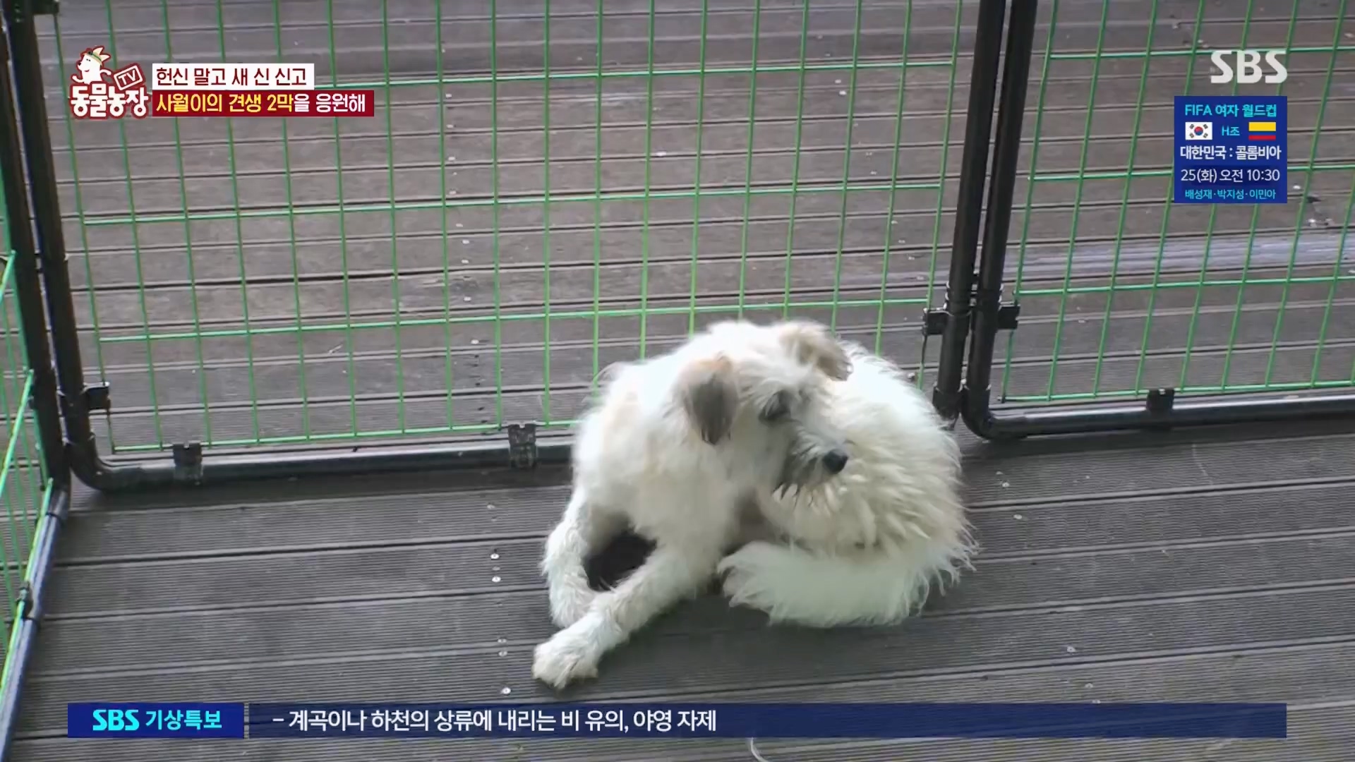 TV 동물농장.E1130.230723p.H264-F1RST.mp4_20230723_171225.154.jpg