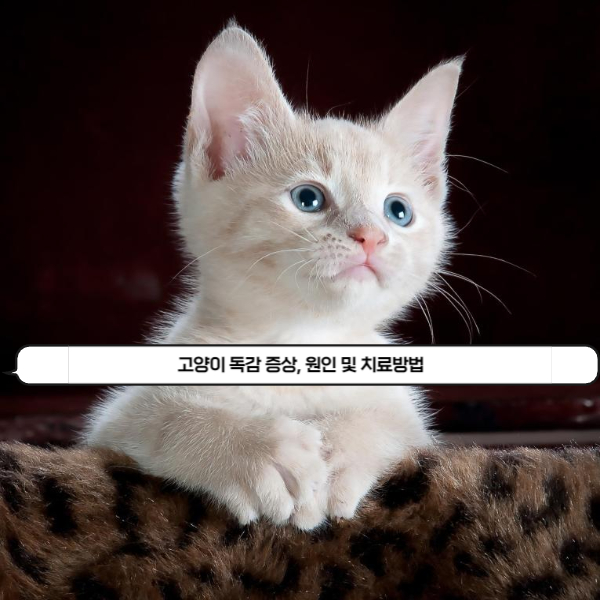  고양이 독감 증상, 원인 및 치료방법